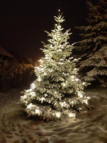 Weihnachtsbaum im Schnee