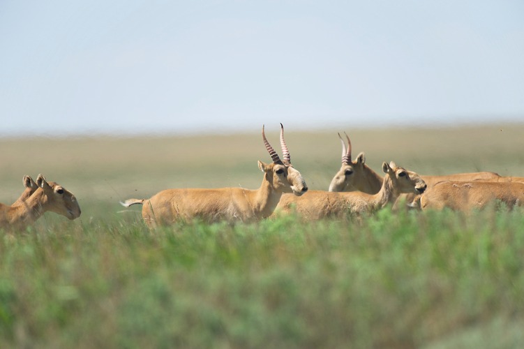 Saiga-Antilope (Saiga tatarica) © Foto: Peter Romanow