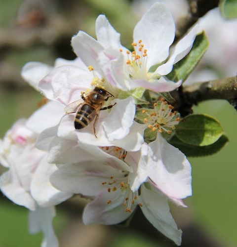 Streuobstwiese